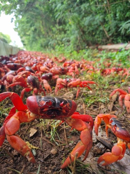 (Courtesy of Parks Australia)