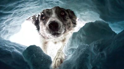 (Courtesy of Dalia Fichmann via Dog Photography Awards)