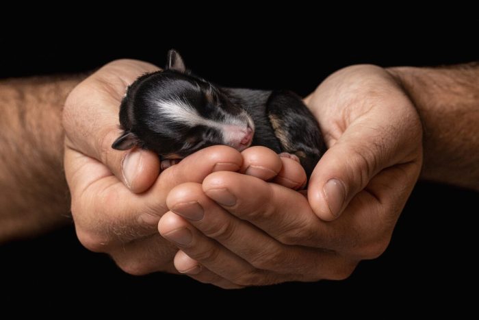 Даниэла Шмид, Германия. (Courtesy of Daniela Schmid via Dog Photography Awards)