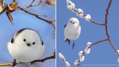 (Courtesy of Yuzuru Kitagawa)
