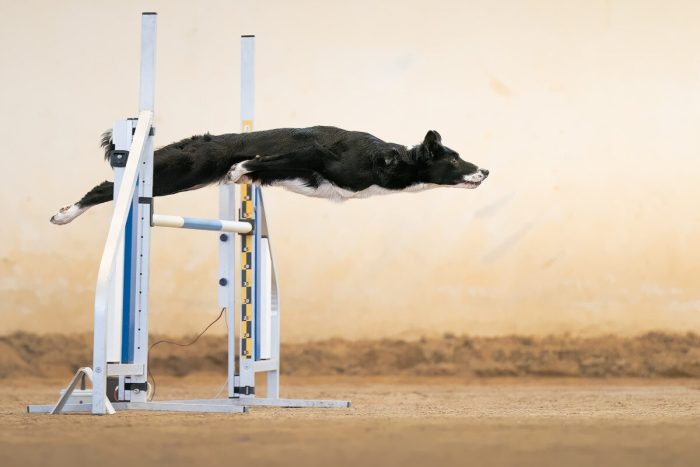 «Она — Багира», автор Франческо Джуниор Мура, Италия. (Courtesy of Francesco Junior Mura via Dog Photography Awards)