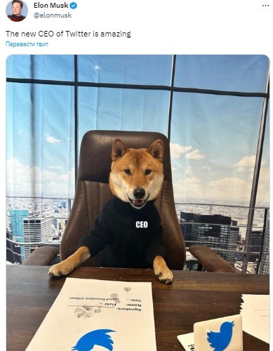 Скриншот/Twitter Elon Musk