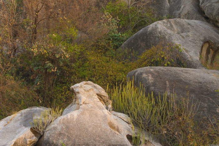 (Courtesy of Hardik Shelat @hardik_shelat_photography)