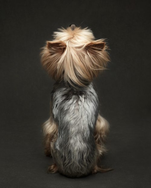 «Предыстория Мими» Джейн Томсон, Канада. (Courtesy of Jane Thomson via Dog Photography Awards)
