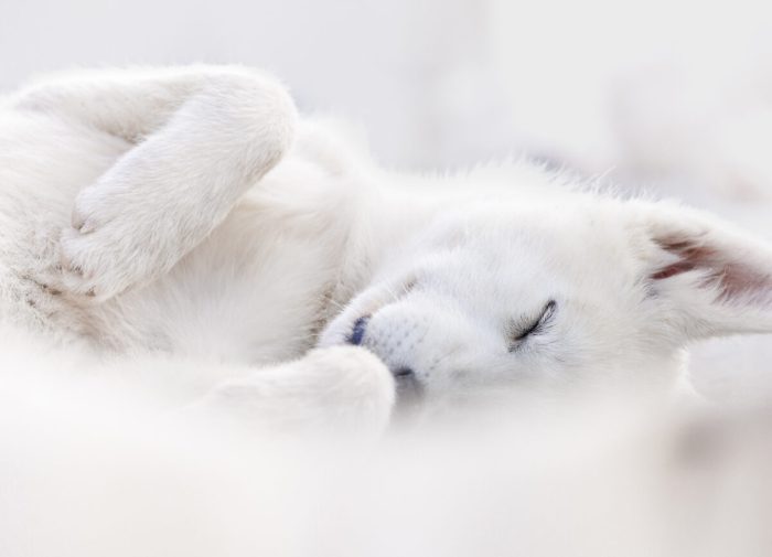 Джоан Лю, Канада. (Courtesy of Joanne Liu via Dog Photography Awards)