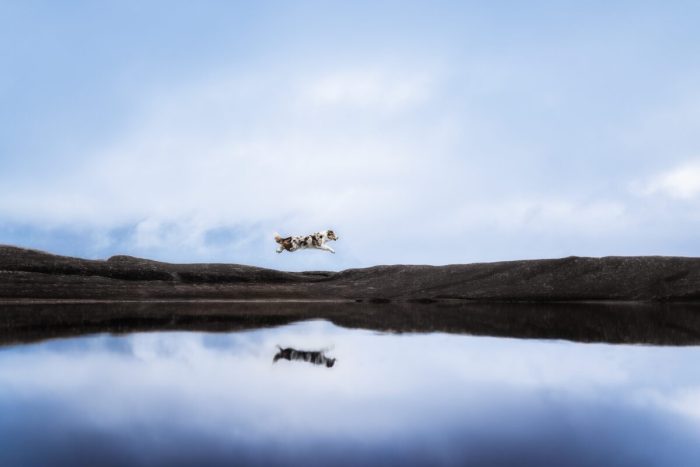 Юлия Хабелкуб, Германия. (Courtesy of Julia Habelkub via Dog Photography Awards)