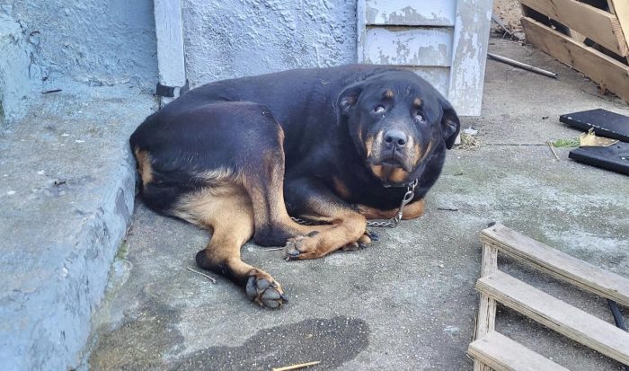 Коко была найдена одна, без еды, воды и крова. (Courtesy of Monmouth County SPCA)
