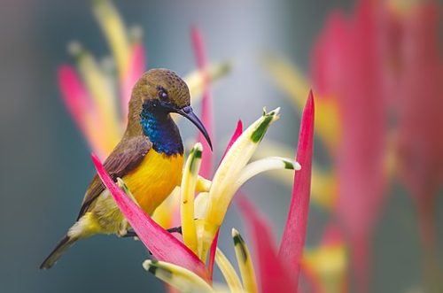 (Domzjuniorwildlife, CC BY-SA 4.0 / Wikimedia Commons)