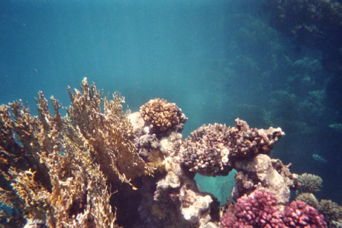 Флора и фауна Красного моря. (Фото putidorogi-nn.ru)