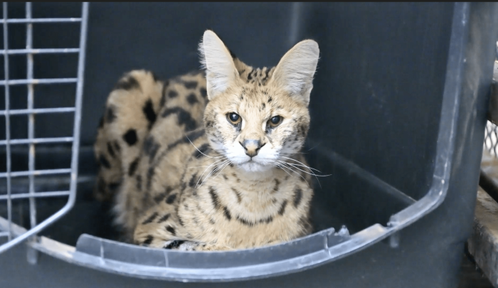 (Courtesy of Turpentine Creek Wildlife Refuge)