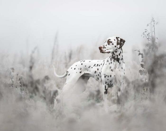 София Хатчинсон, Великобритания. (Courtesy of Sophia Hutchinson via Dog Photography Awards)