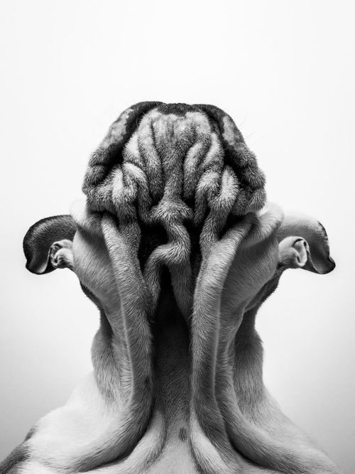 «Смотрящий вверх» Су Кайе, Великобритания. (Courtesy of Su Kaye via Dog Photography Awards)