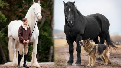 Коллаж из двух лошадей: слева шайр, справа вороной першерон.