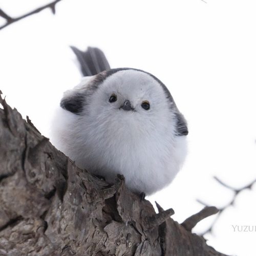 (Courtesy of Yuzuru Kitagawa)