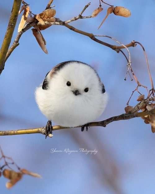 (Courtesy of Yuzuru Kitagawa)