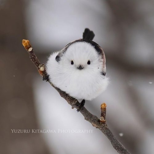 (Courtesy of Yuzuru Kitagawa)