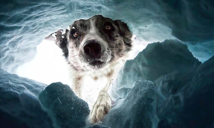 «Собака-спасатель», автор Далия Фихман, Швейцария. (Courtesy of Dalia Fichmann via Dog Photography Awards)