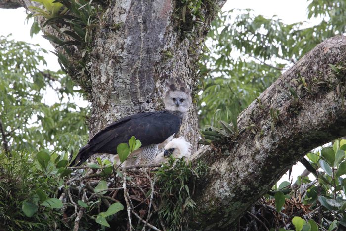 Орёл-гарпия ухаживает за своим гнездом в Эквадоре. (feathercollector/Shutterstock)