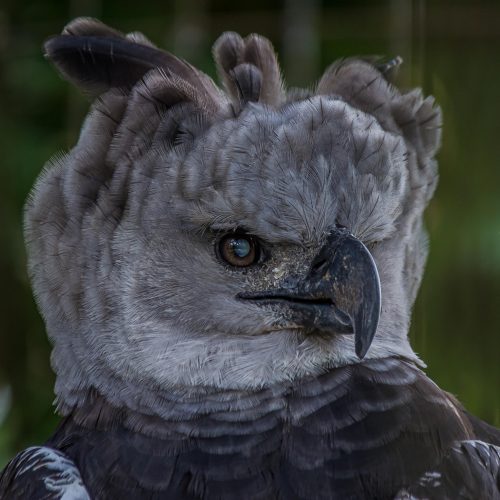 Фотография орла-гарпии крупным планом. (Thorsten Spoerlein/Shutterstock)