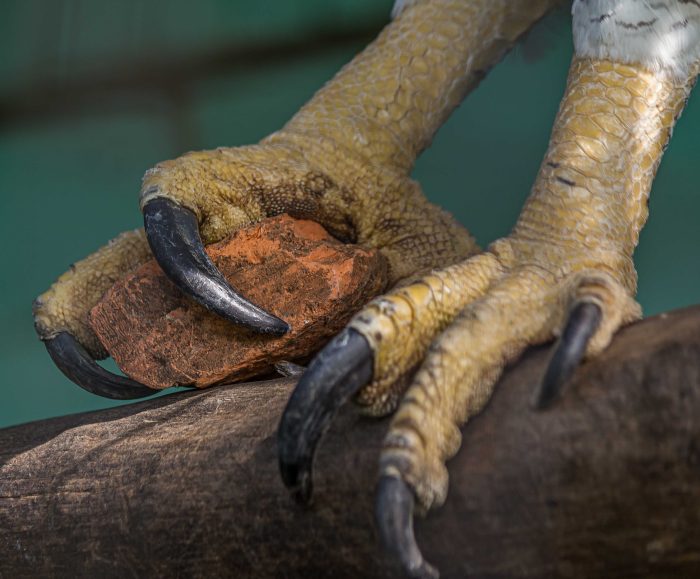 Деталь когтей американского орла-гарпии в Бразилии. (Dmitrii Kash/Shutterstock)