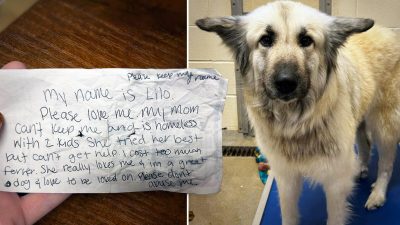 (Courtesy of McKamey Animal Center) 