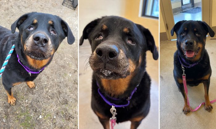 Коко привезли в Monmouth County SPCA, где её согрели, дали еду, воду и место для отдыха. (Courtesy of Monmouth County SPCA)