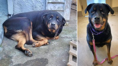 (Courtesy of Monmouth County SPCA)