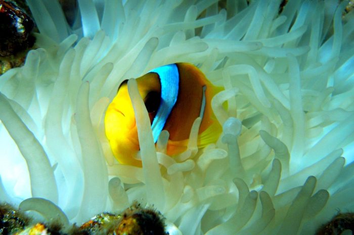 Флора и фауна Красного моря. (Фото putidorogi-nn.ru)