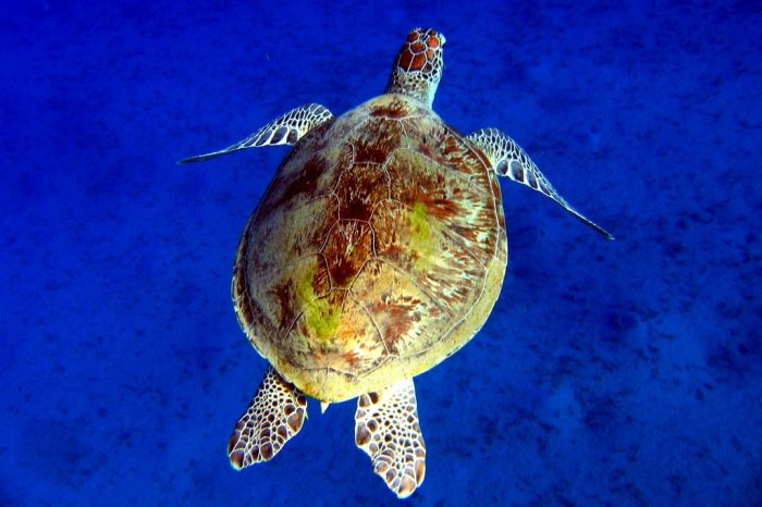 Флора и фауна Красного моря. (Фото putidorogi-nn.ru)