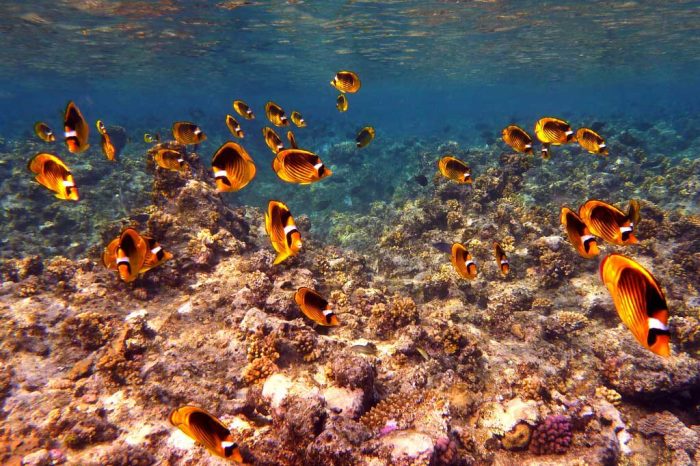 Флора и фауна Красного моря. (Фото putidorogi-nn.ru)