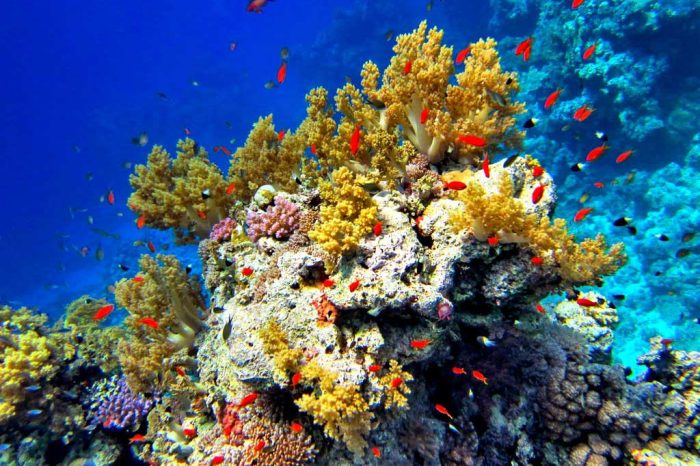 Флора и фауна Красного моря. (Фото putidorogi-nn.ru)