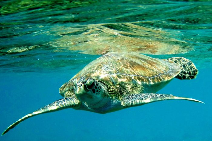 Флора и фауна Красного моря. (Фото putidorogi-nn.ru)