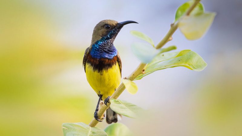 (ukrit.wa/Shutterstock)