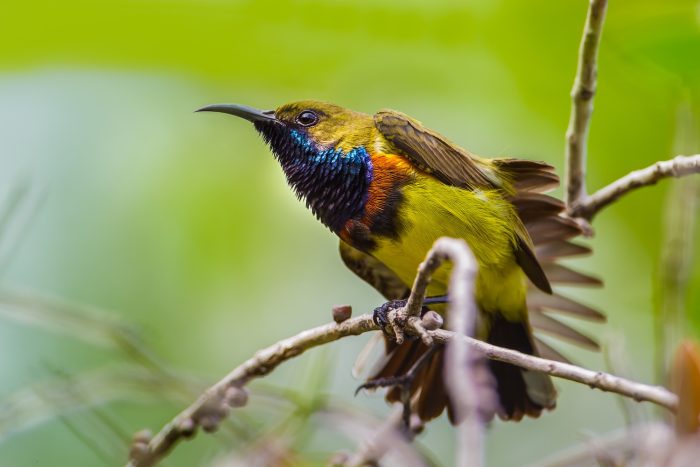 (kajornyot wildlife photography/Shutterstock)