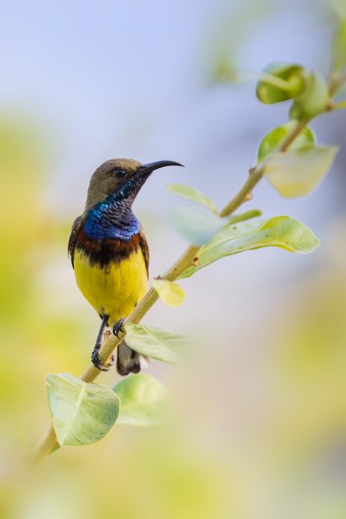 (ukrit.wa/Shutterstock)