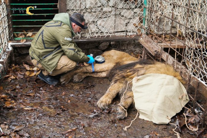 Рубен во время переезда из зоопарка в Армении. (Courtesy of Animal Defenders International)