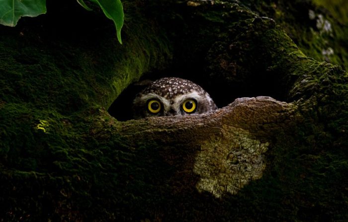 (Предоставлено Protap Shekhor Mohanto, Бангладеш, лауреатом национальной премии/2023 Sony World Photography Awards)