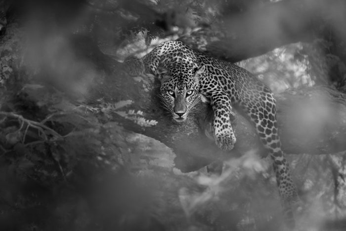 (Предоставлено Rajeev Abeysekara, Шри-Ланка, лауреатом национальной премии/2023 Sony World Photography Awards)