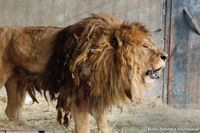 (Courtesy of Animal Defenders International)