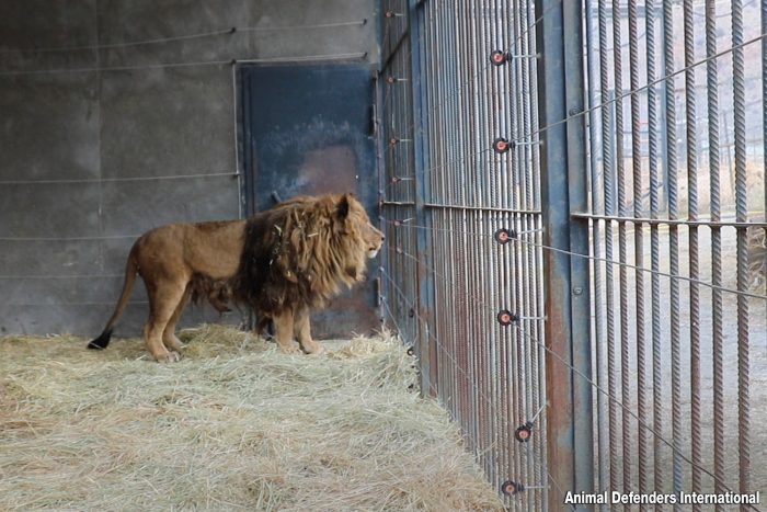 (Courtesy of Animal Defenders International)