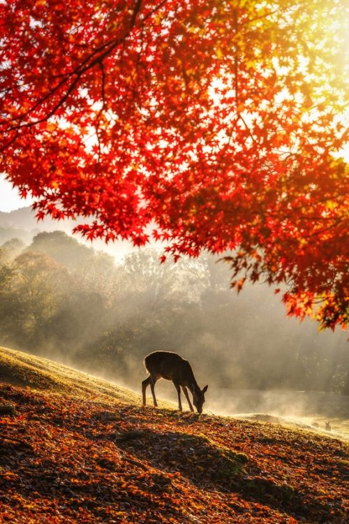 (Предоставлено Kyujin Jeong, Корея, 2-е место Национальной премии/2023 Sony World Photography Awards)
