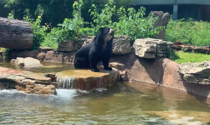 Андский медведь Бен в зоопарке Сент-Луиса. (Courtesy of Saint Louis Zoo)