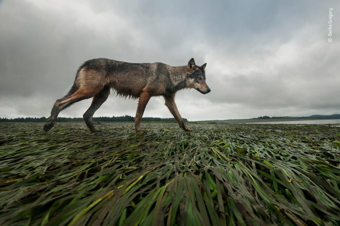 «Береговой волк», автор Берти Грегори. (Courtesy of Bertie Gregory / Wildlife Photographer of the Year)
