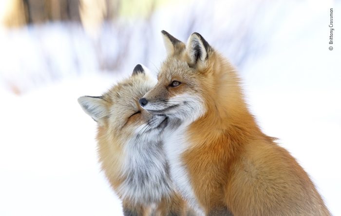 «Лисьи ласки», автор Бриттани Кроссман. (Courtesy of Brittany Crossman / Wildlife Photographer of the Year)