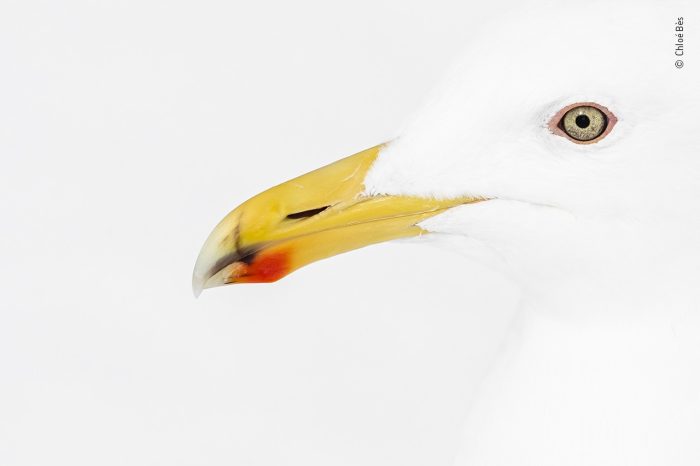 «Красное и жёлтое», автор Хлои Бэс. (Courtesy of Chloé Bès / Wildlife Photographer of the Year)