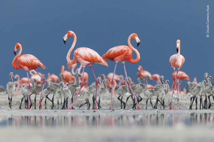 «Карибские ясли», автор Клаудио Контрерас Кооб. (Courtesy of Claudio Contreras Koob / Wildlife Photographer of the Year)