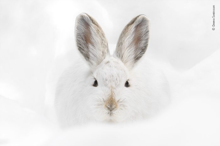 «Заяц-беляк на снегу», автор Дина Свейнссон. (Courtesy of Deena Sveinsson / Wildlife Photographer of the Year)