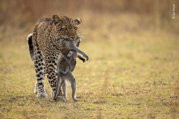 «Держусь», автор Игорь Алтуна. (Courtesy of Igor Altuna / Wildlife Photographer of the Year)