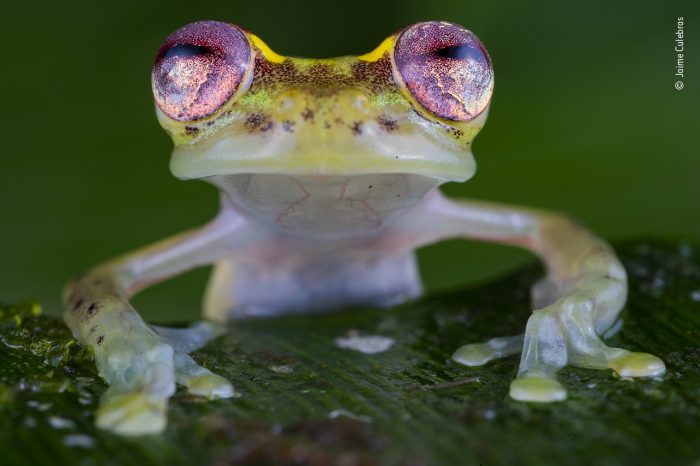 «Лягушка с рубиновыми глазами», автор Хайме Кулебрас. (Courtesy of Jaime Culebras / Wildlife Photographer of the Year)