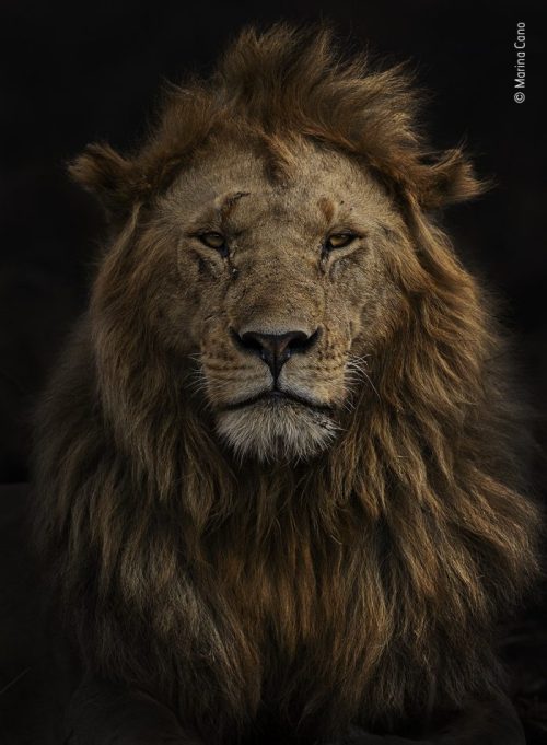 «Портрет Олобора», автор Марина Кано. (Courtesy of Marina Cano / Wildlife Photographer of the Year)